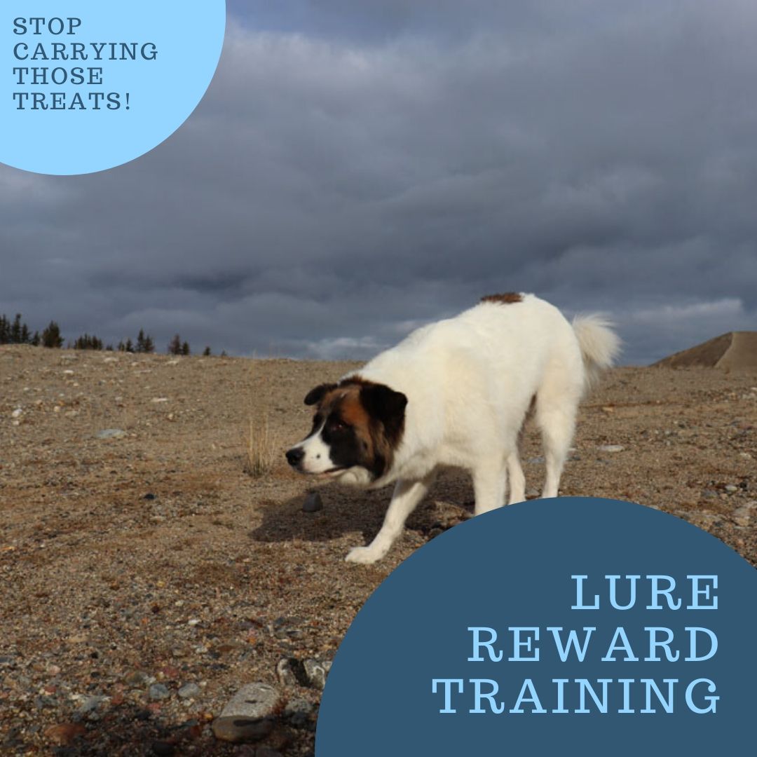 Lure Reward Training