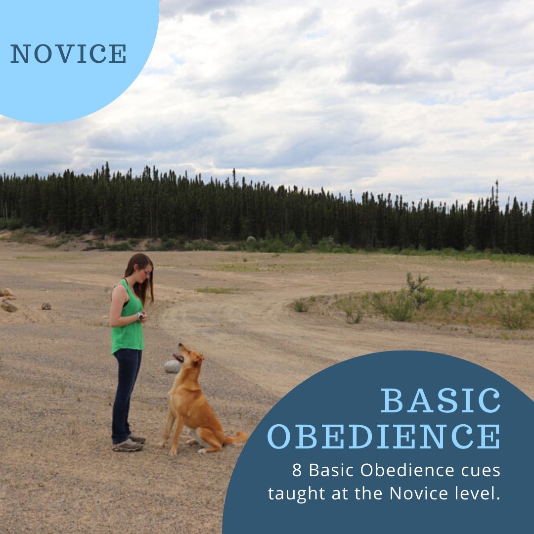 Novice Basic Obedience