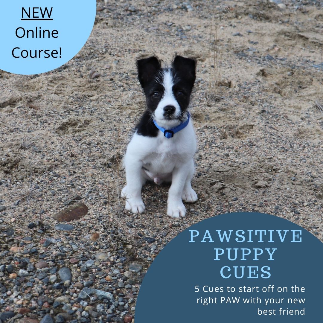 Pawsitive puppy cues