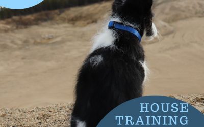 House Training Enroll Today