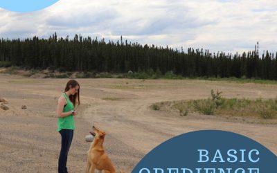 Novice Basic Obedience