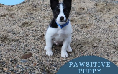 Pawsitive Puppy Cues Poster